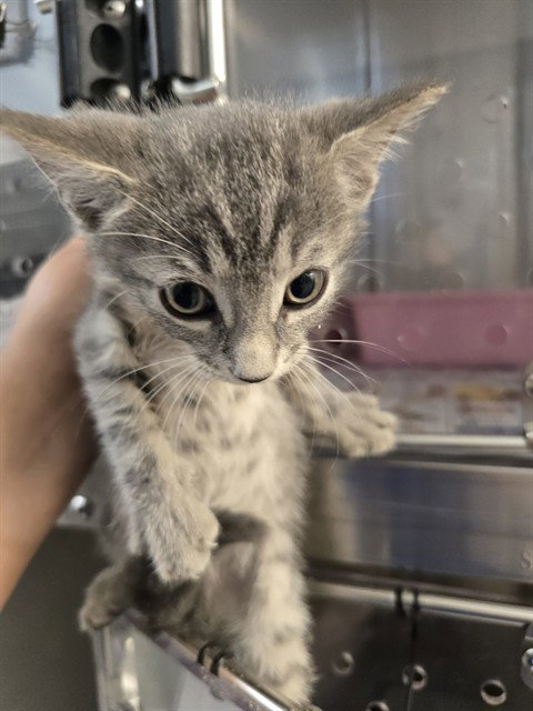 A662530, a cat for adoption from Harris County Pets