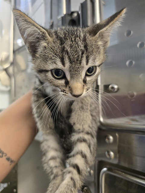 A662531, a cat for adoption from Harris County Pets