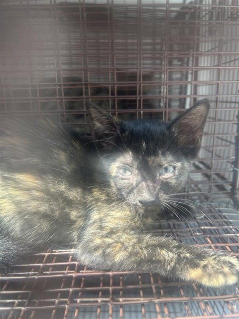 A662542, a cat for adoption from Harris County Pets