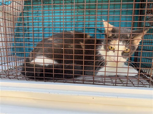 A662546, a cat for adoption from Harris County Pets