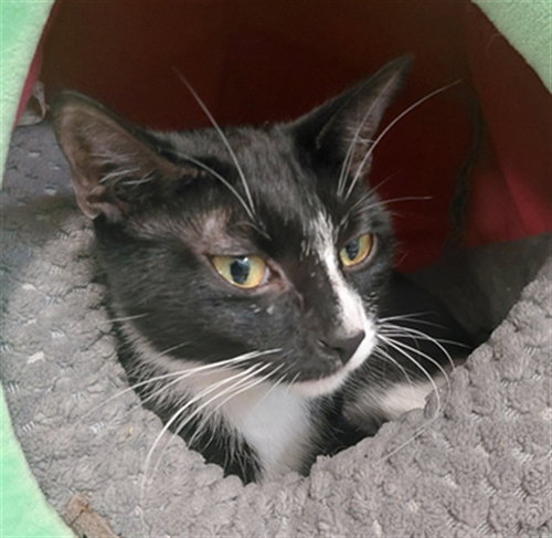 MILA, a cat for adoption from Harris County Pets