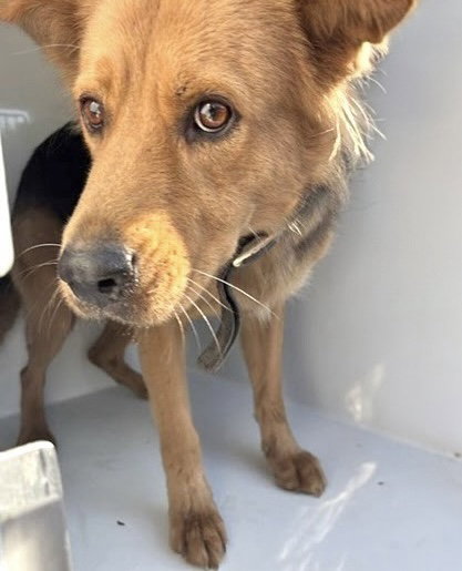 A662522, a dog for adoption from Harris County Pets