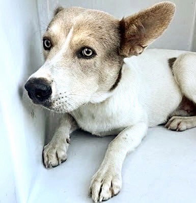A662525, a dog for adoption from Harris County Pets