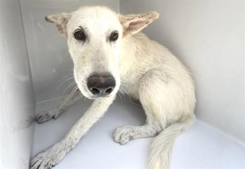 A662555, a dog for adoption from Harris County Pets