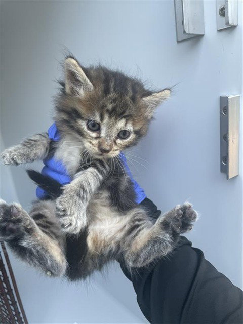 A662354, a cat for adoption from Harris County Pets