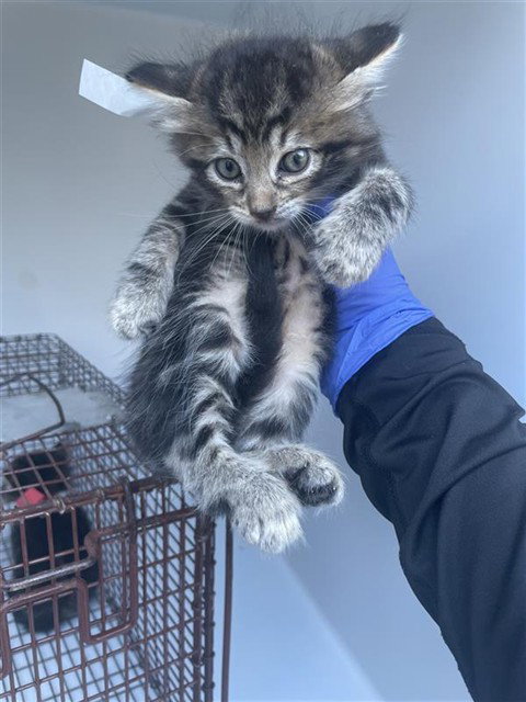 A662355, a cat for adoption from Harris County Pets