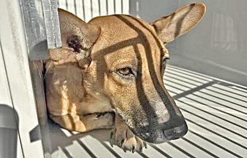 A662572, a dog for adoption from Harris County Pets