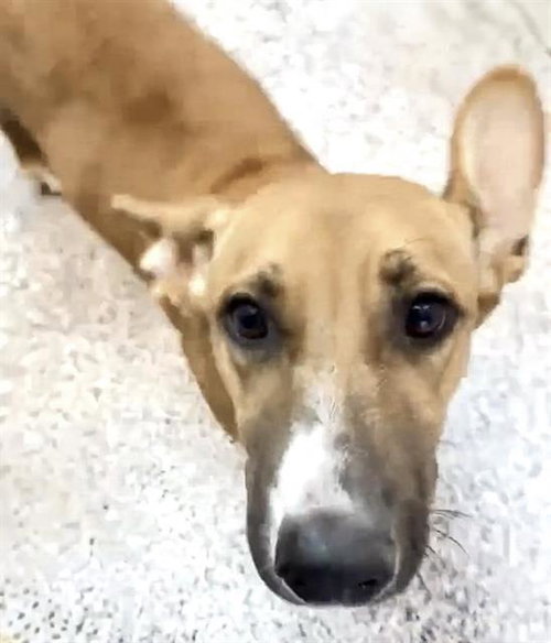 Vinnie, Black Mouth Cur / Mixed (short coat)