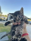 A662577 — Houston, TX Adoption