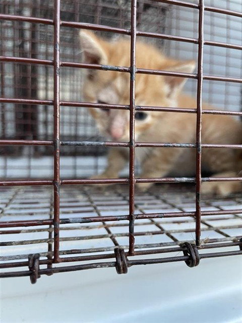 A662583, a cat for adoption from Harris County Pets