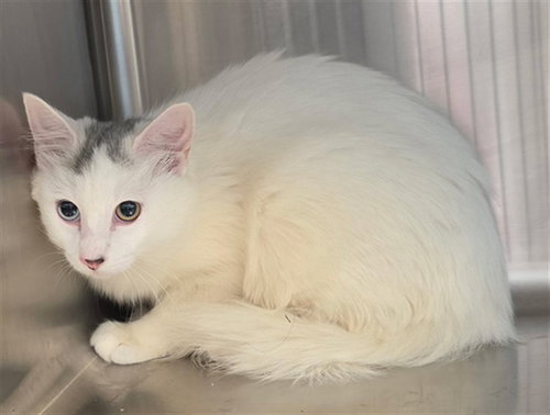 A661504, a cat for adoption from Harris County Pets