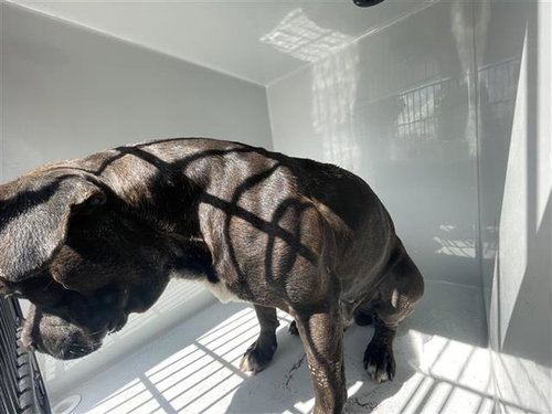 A662622, a dog for adoption from Harris County Pets