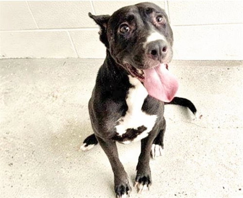 COCO, a dog for adoption from Harris County Pets