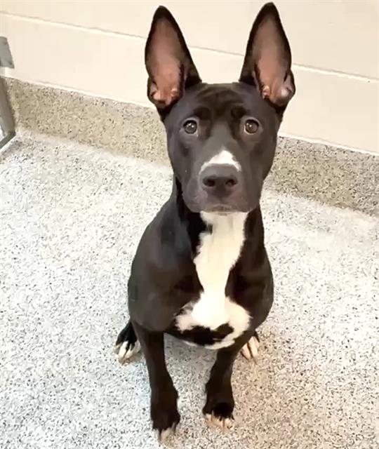 COCO
