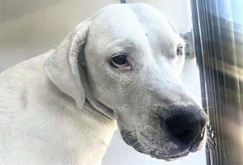 PUP F, a dog for adoption from Harris County Pets