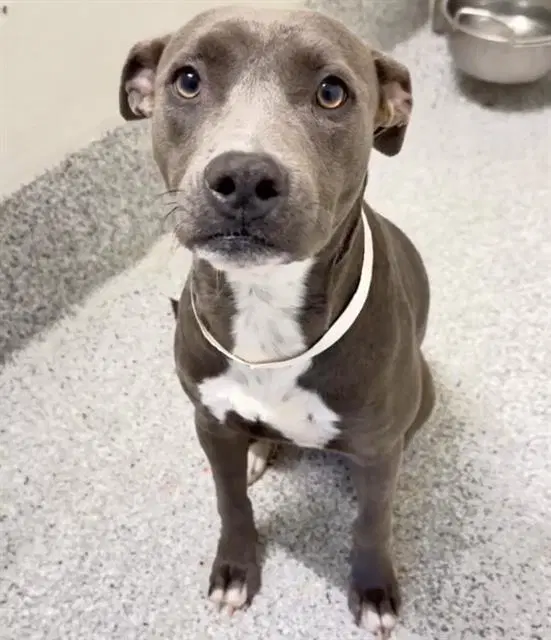 Unknown - Pit Bull Terrier