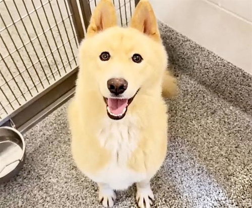 Aurelia, Chow Chow / Mixed (long coat)