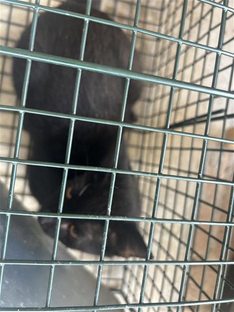 A662607, a cat for adoption from Harris County Pets