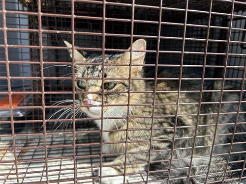 A662612, a cat for adoption from Harris County Pets