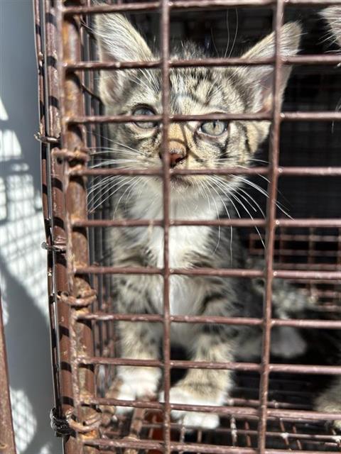 A662613, a cat for adoption from Harris County Pets