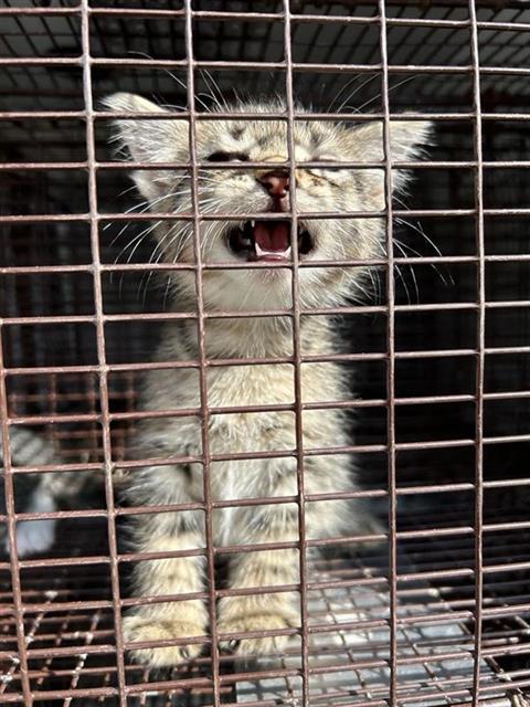 A662614, a cat for adoption from Harris County Pets