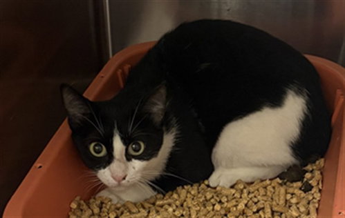 A662621, a cat for adoption from Harris County Pets