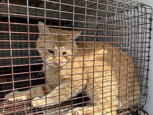 A662624, a cat for adoption from Harris County Pets