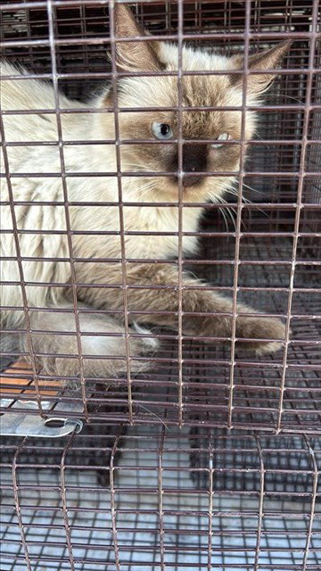 A662626, a cat for adoption from Harris County Pets