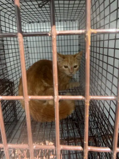 Unknown - Domestic Short Hair