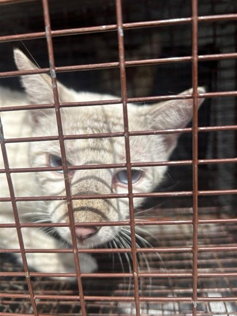 A662632, a cat for adoption from Harris County Pets