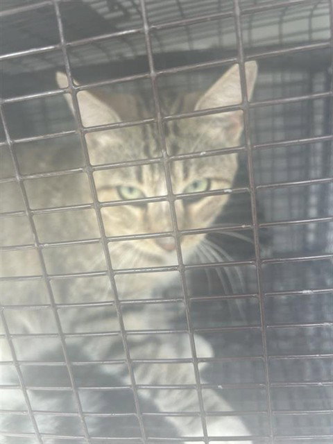 TUCKER, a cat for adoption from Harris County Pets