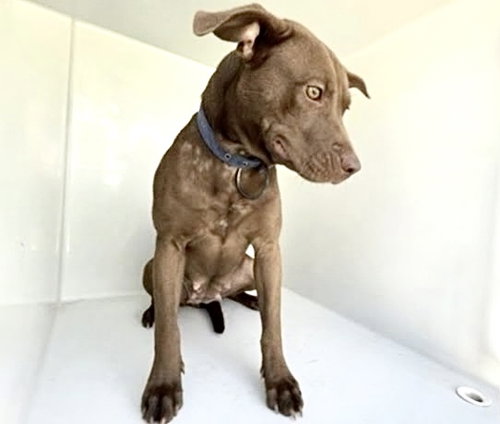 A662639, a dog for adoption from Harris County Pets