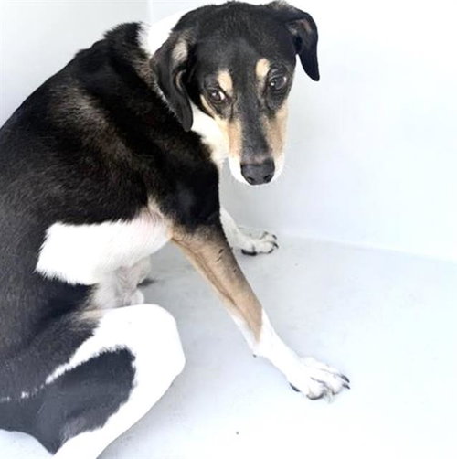 DAKOTA, a dog for adoption from Harris County Pets