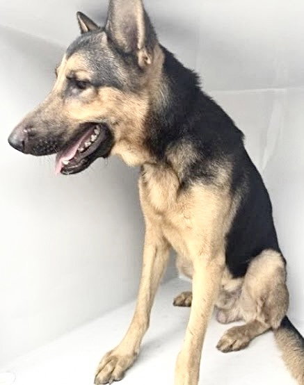 A662654, a dog for adoption from Harris County Pets
