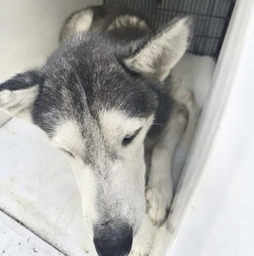 A662673, a dog for adoption from Harris County Pets