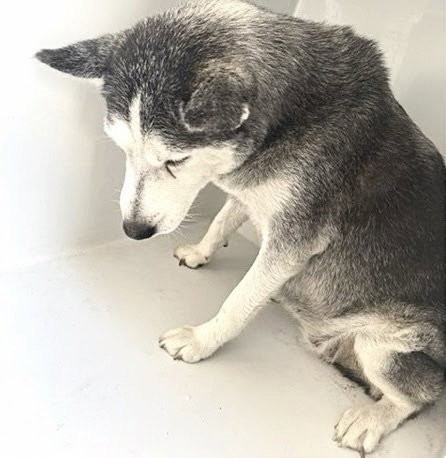 A662674, a dog for adoption from Harris County Pets