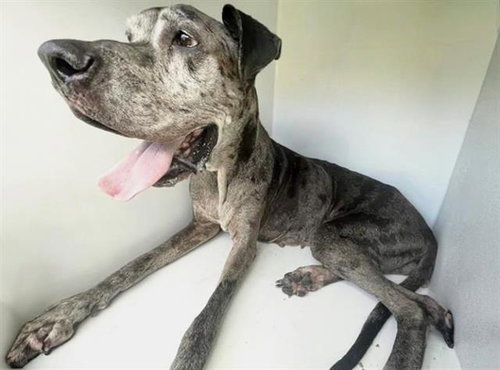 BELLE, a dog for adoption from Harris County Pets