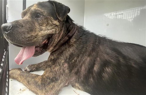RILEY, a dog for adoption from Harris County Pets