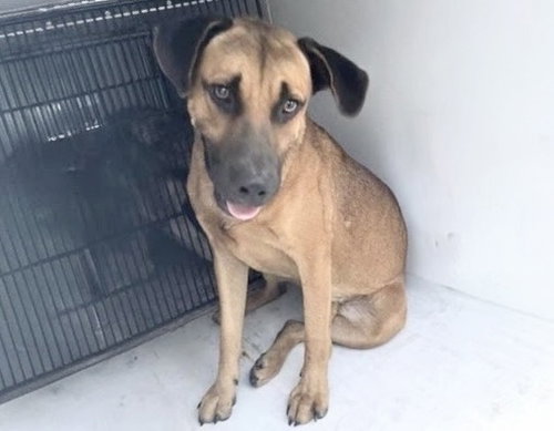 A662699, a dog for adoption from Harris County Pets