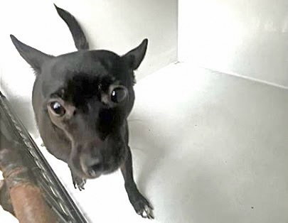 PEPPER, a dog for adoption from Harris County Pets