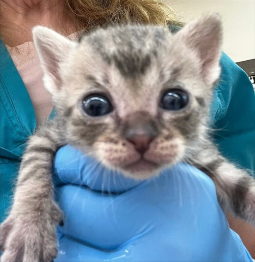 PERIWINKLE, a cat for adoption from Harris County Pets