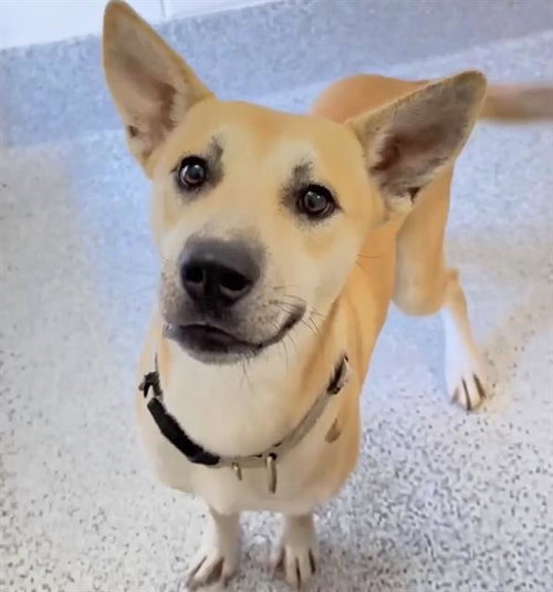 JACIE, a dog for adoption from Harris County Pets