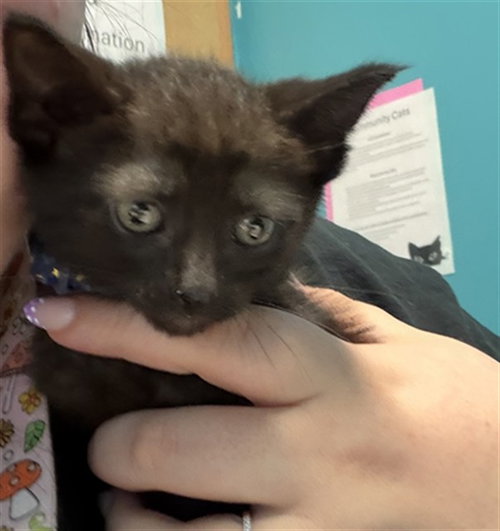 A662659, a cat for adoption from Harris County Pets