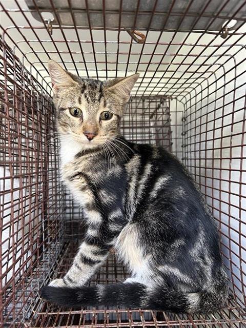 A662705, a cat for adoption from Harris County Pets