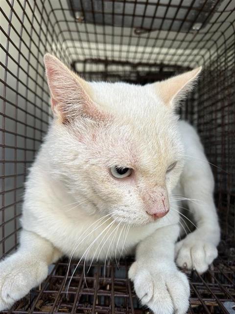 A662707, a cat for adoption from Harris County Pets