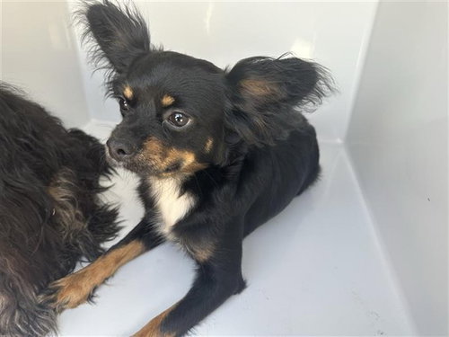 ROXIE, a dog for adoption from Harris County Pets
