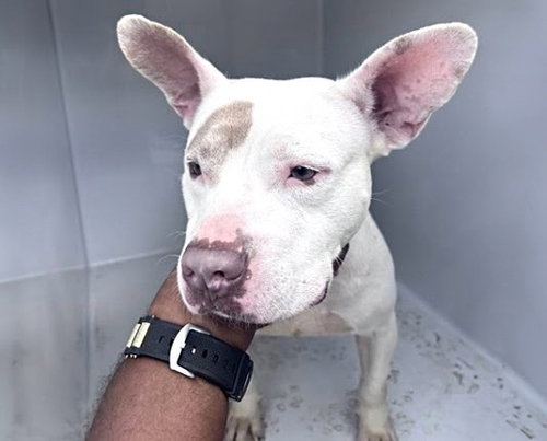 A662733, a dog for adoption from Harris County Pets