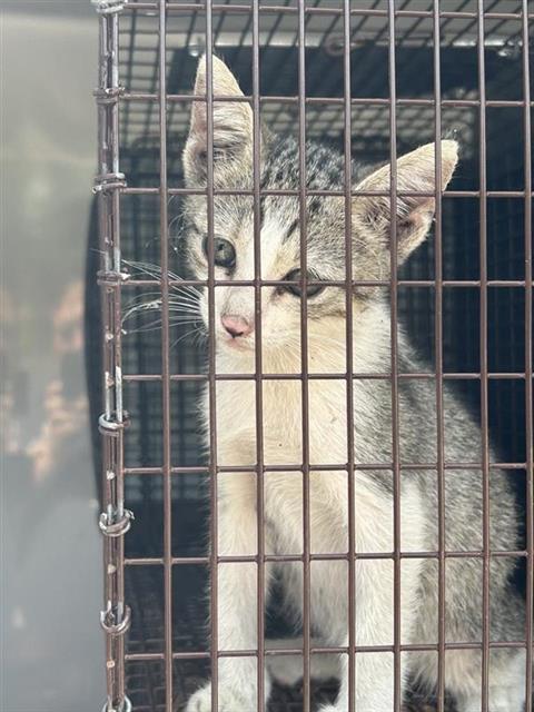 A662740, a cat for adoption from Harris County Pets