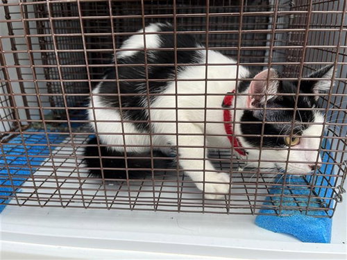 A662743, a cat for adoption from Harris County Pets