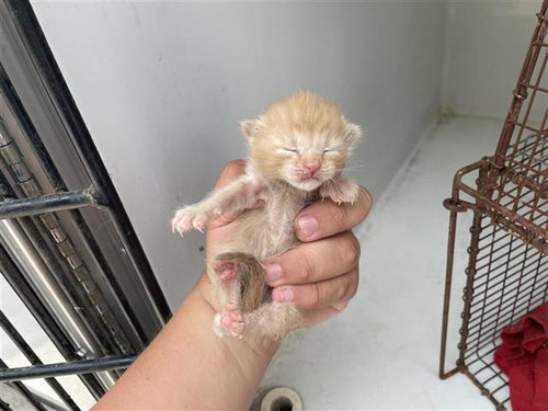 A662752, a cat for adoption from Harris County Pets